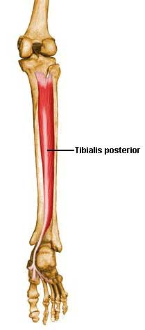 Tibialis Posterior insertion in the foot