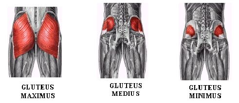 Glute-muscles